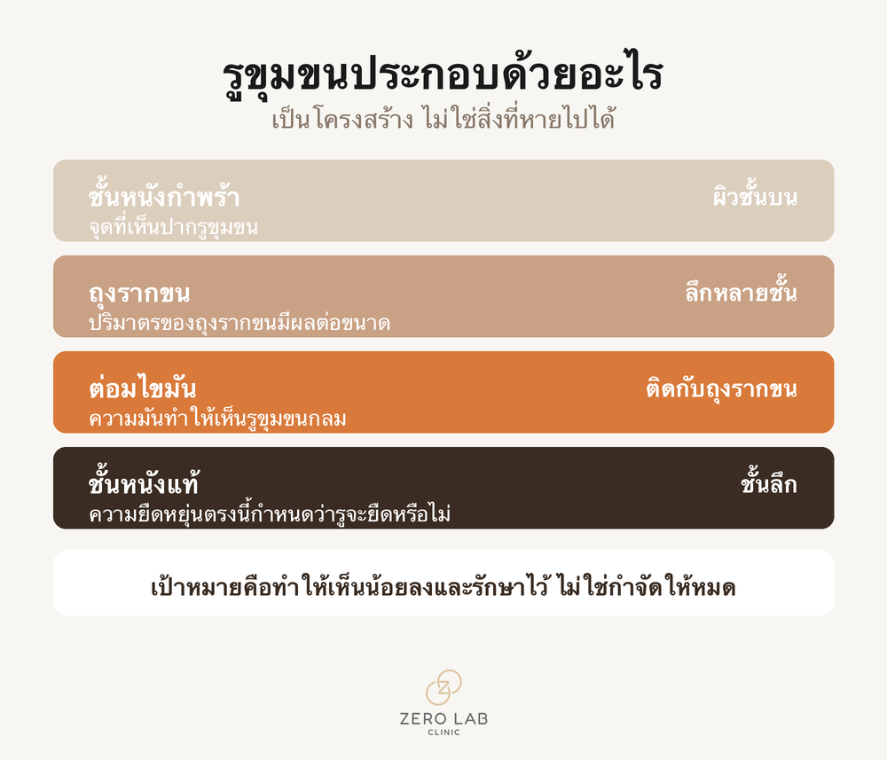 ภาพตัดขวางแสดงชั้นโครงสร้างของรูขุมขน