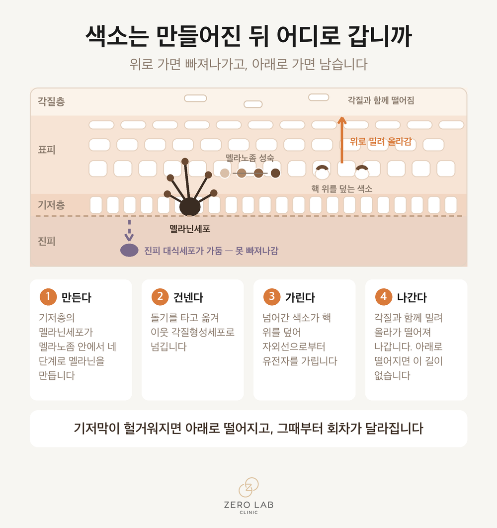 멜라닌이 만들어져 이동하는 경로