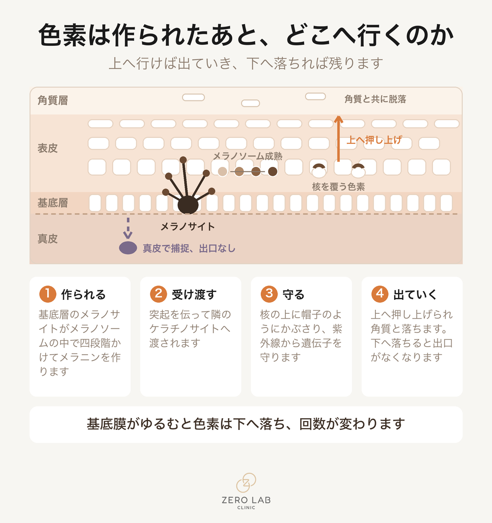 メラニンが作られて移動する経路