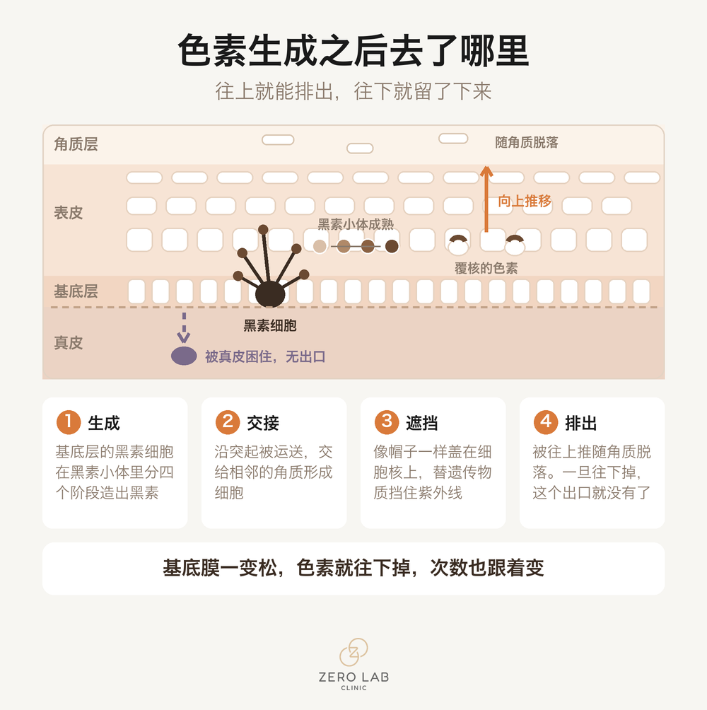 黑素生成与移动的路径