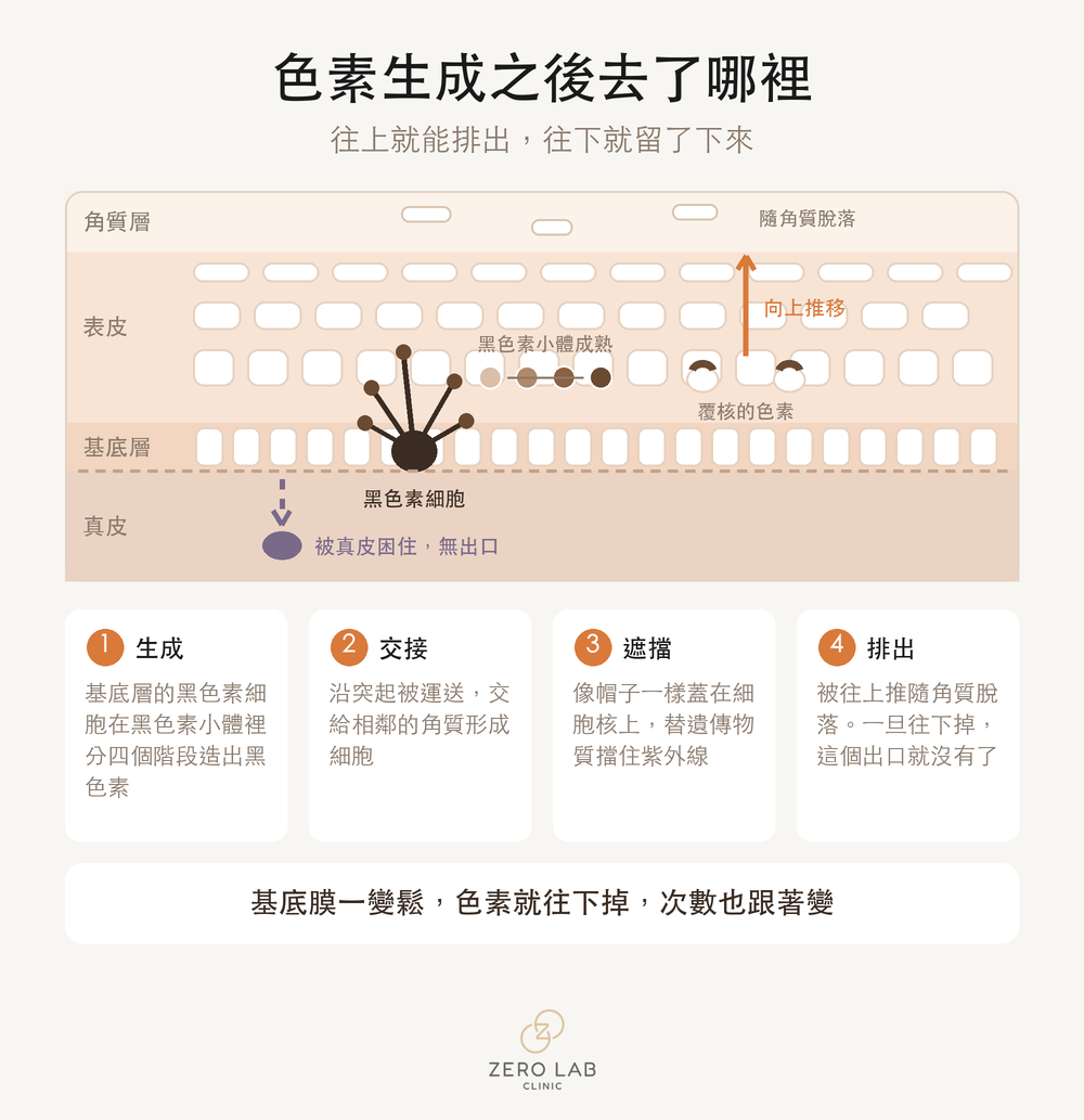黑色素生成與移動的路徑