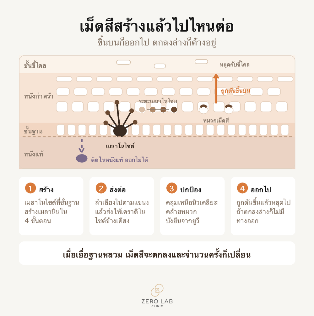 เส้นทางการสร้างและเคลื่อนที่ของเมลานิน