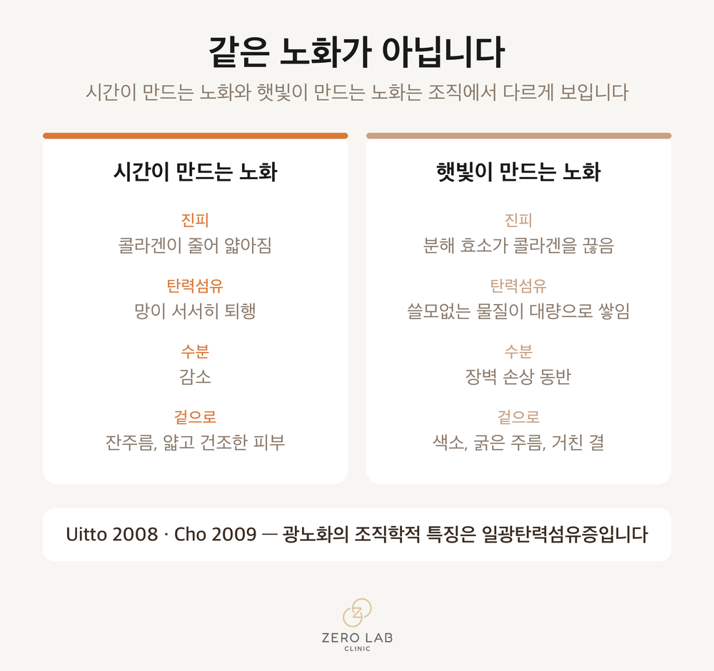 시간이 만드는 노화와 햇빛이 만드는 노화 비교