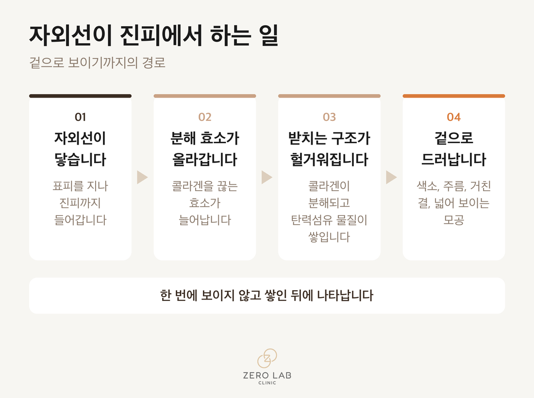자외선이 진피에서 하는 일