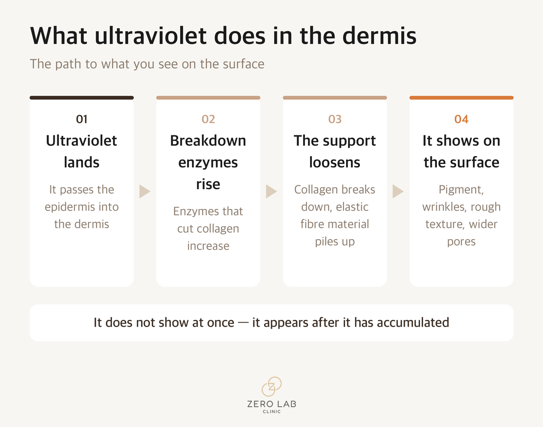 What ultraviolet light does in the dermis