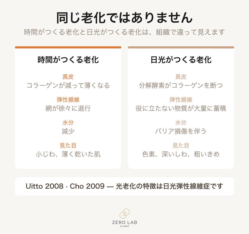 時間がつくる老化と日光がつくる老化の比較