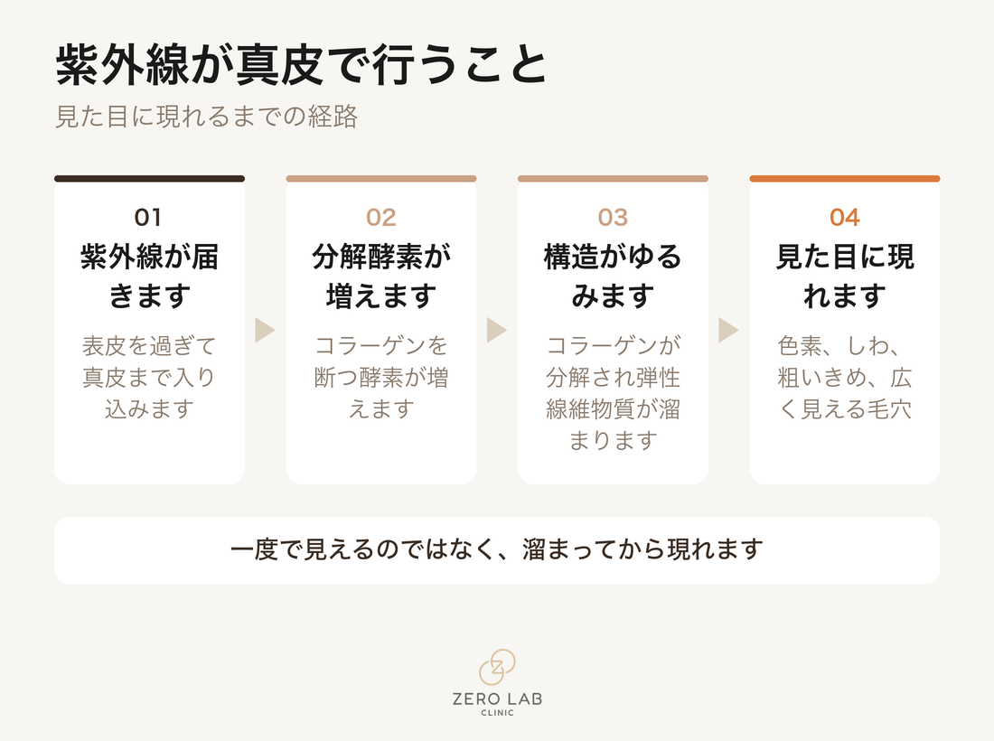 紫外線が真皮で行うこと