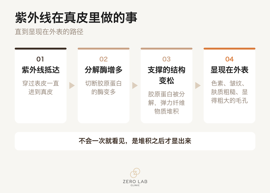 紫外线在真皮里做的事