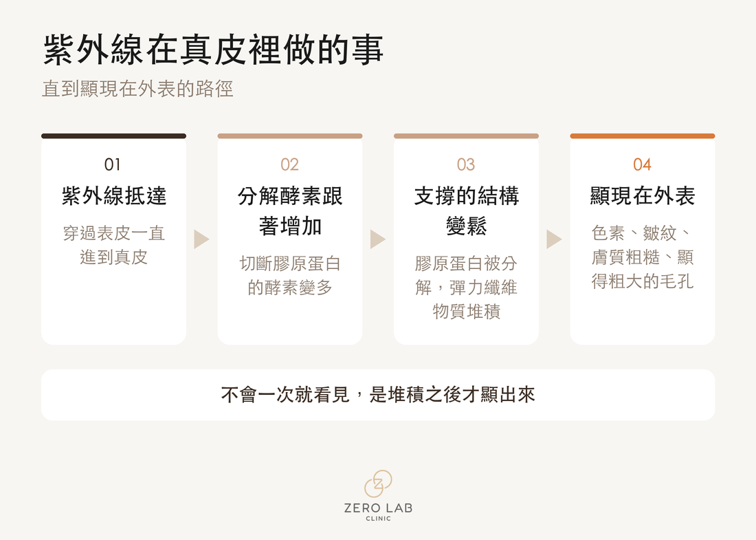 紫外線在真皮裡做的事