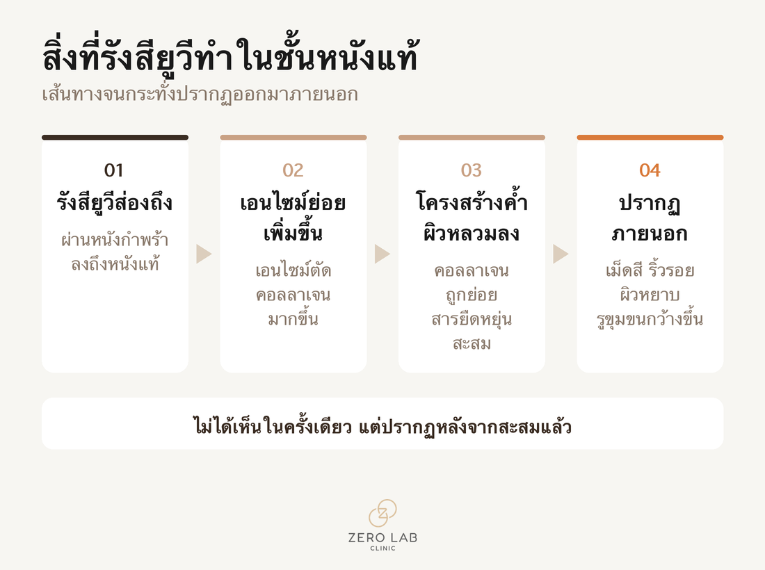 สิ่งที่รังสียูวีทำในชั้นหนังแท้