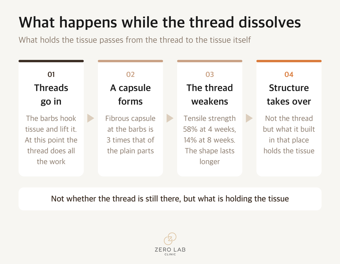 Flow diagram showing how the barbs lose their hold while the thread is absorbed and collagen takes their place