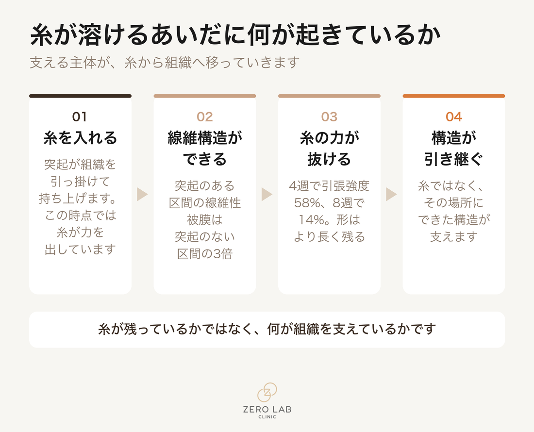 糸が吸収されるあいだに突起の力は抜け、コラーゲンが役割を引き継ぐ過程を示したフローチャート