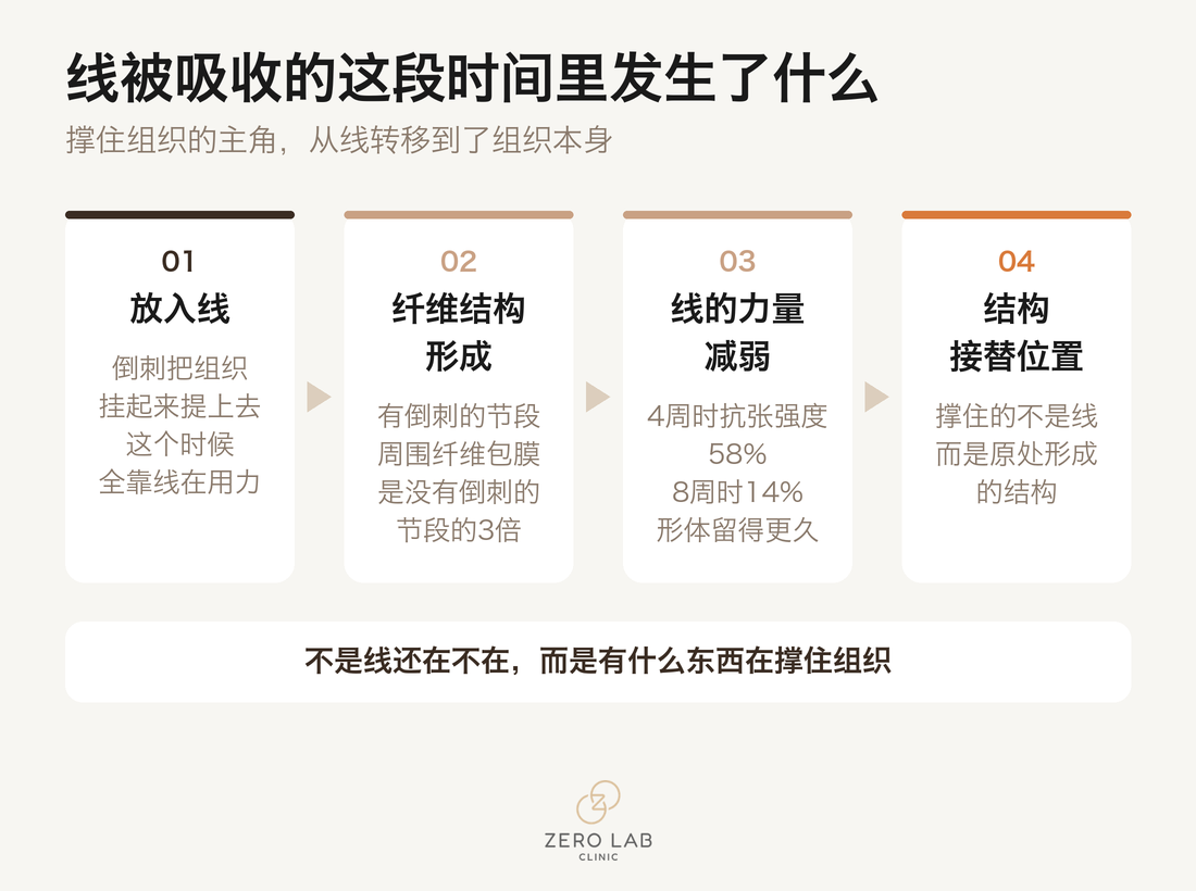 流程图：线被吸收的过程中倒刺的力量减弱，由胶原蛋白接替其位置