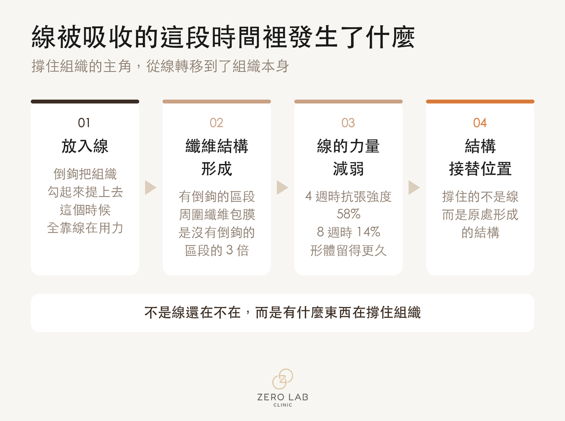 流程圖：線被吸收的過程中，倒鉤的力量退去、由膠原蛋白接手的過程