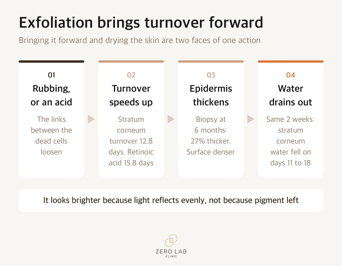 Flow chart showing how exfoliation acts in opposite directions on the stratum corneum and on the epidermis