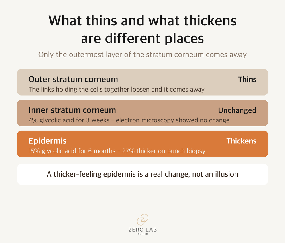 Side-by-side comparison of the two changes: the outer layer of the stratum corneum coming away while the epidermis beneath thickens