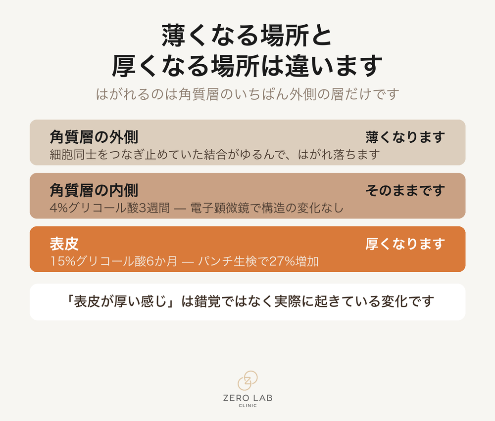 角質層の外側の層ははがれ、下の表皮は厚くなる二方向の変化を並べた比較