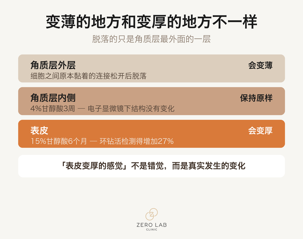 将角质层外层脱落与下方表皮变厚这两个方向的变化并列对比的图
