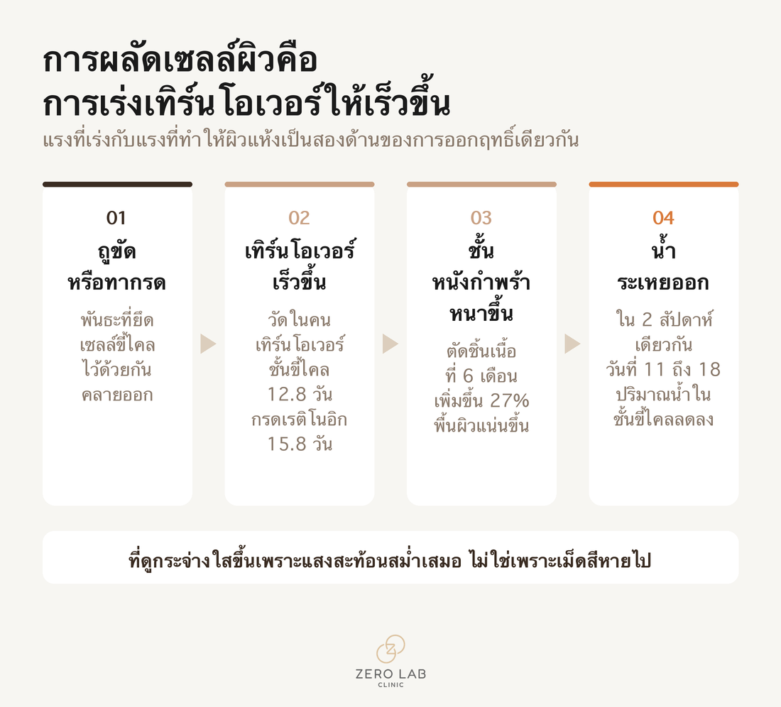 แผนผังแสดงกระบวนการที่การผลัดเซลล์ผิวออกฤทธิ์ไปในทิศทางต่างกันต่อชั้นขี้ไคลและชั้นหนังกำพร้า