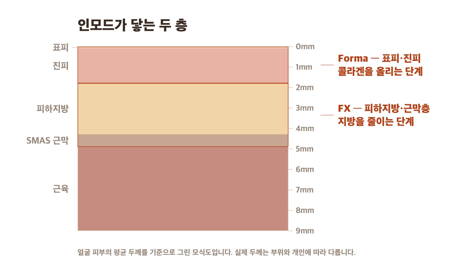인모드 Forma와 FX가 작용하는 피부 층 단면 모식도